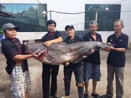 Helen Ngoc Giang-ca leo bien ho